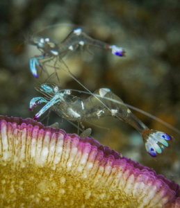 A pair of shrimps cavort on the edge of a colorful coral ... by Glenn Ostle 